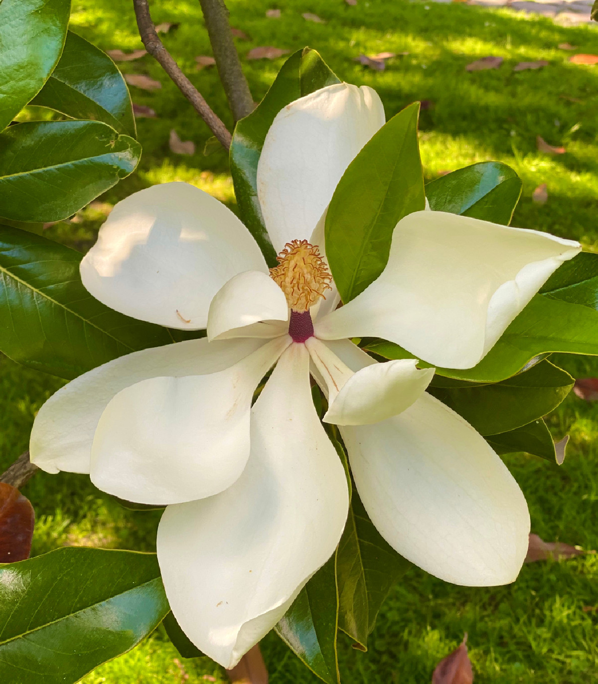 Magnólia veľkokvetá - Magnolia grandiflora - semená - 5 ks
