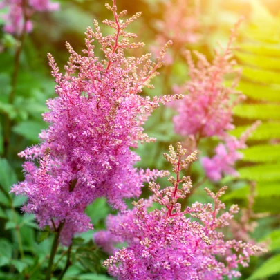 Astilba Arendsova ružová - Astilbe arendsii rose - semená - 10 ks