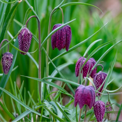 Korunkovka strakatá - Fritillaria meleagris - cibuľoviny - 3 ks