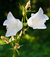 Zvonček broskyňolistý biely - Campanula persicifolia alba - semená - 0,02 g