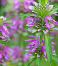 Monarda citrónová - Monarda citriodora - semená - 50 ks