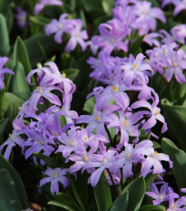 Modravka fialová Violet Beauty - Chionodoxa luciliae - cibuľoviny - 5 ks