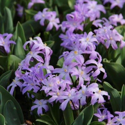 Modravka fialová Violet Beauty - Chionodoxa luciliae - cibuľoviny - 5 ks