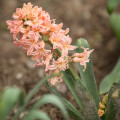 Hyacint oranžový Gipsy Queen - Hyacinthus - cibuľoviny - 1 ks