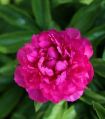 Pivónia Big Ben - Paeonia lactiflora - cibuľoviny - 1 ks