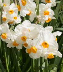 Narcis Geranium - Narcissus - cibuľoviny - 3 ks