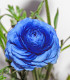 Iskerník modrý - Ranunculus Asiaticus - cibuľoviny - 3 ks