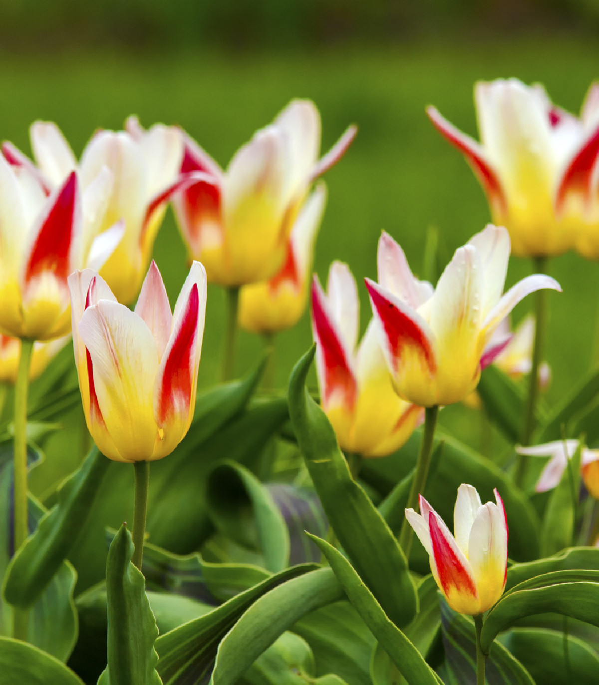 Tulipán Johann Strauss - Tulipa - cibuľoviny - 3 ks