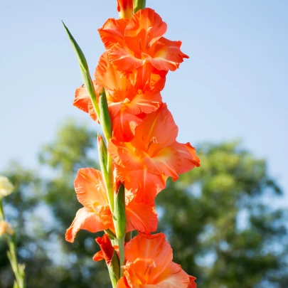 Gladiola Peter Pears - Gladiolus - cibuľoviny - 3 ks