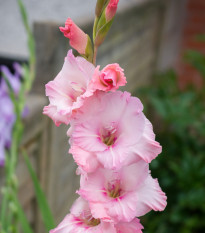 Gladiola ružová Wine and Roses - Gladiolus - cibuľoviny - 3 ks