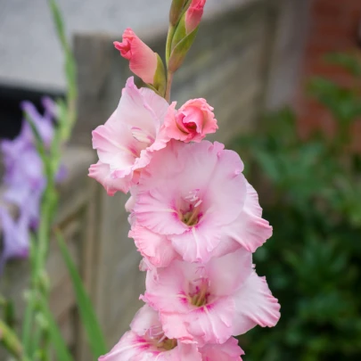 Gladiola ružová Wine and Roses - Gladiolus - cibuľoviny - 3 ks