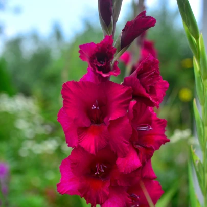 Gladiola Plum Tart - Gladiolus - cibuľoviny - 3 ks