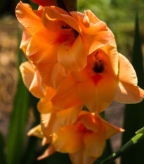 Gladiola Ovatie - Gladiolus - cibuľoviny - 3 ks