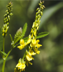 Komonica lekárska - Melilotus officinalis - semená - 30 ks