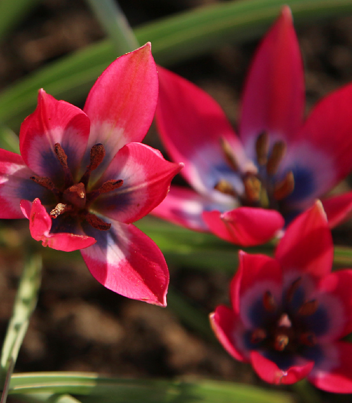 Tulipán Little Beauty - Tulipa - cibuľoviny - 3 ks