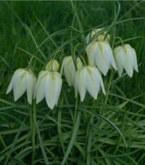 Korunkovka biela - Fritillaria Meleagris - cibuloviny - 3 ks