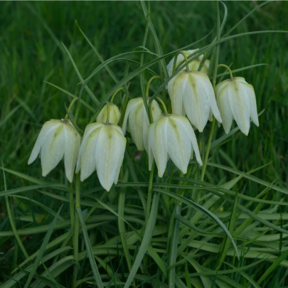 Korunkovka biela - Fritillaria Meleagris - cibuloviny - 3 ks