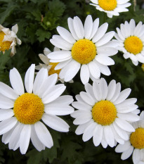 Margaréta balkónová biela - Chrysanthemum paludosum - semená - 500 ks