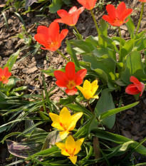 Zmes nízkych tulipánov - Tulipa - cibuľoviny - 24 ks