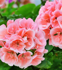 Muškát pásikavý Nekita F1 Salmon - Pelargonium zonale - semená - 4 ks