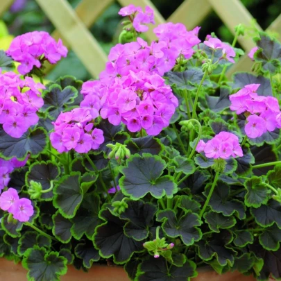 Muškát pásikavý Nekita F1 Pink - Pelargonium zonale - semená - 4 ks