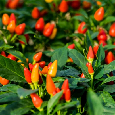 Chilli Bolívijská dúha - Capsicum annuum - semená - 6 ks