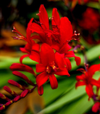 Montbrécia Červený Kráľ - Crocosmia - cibuľoviny - 4 ks