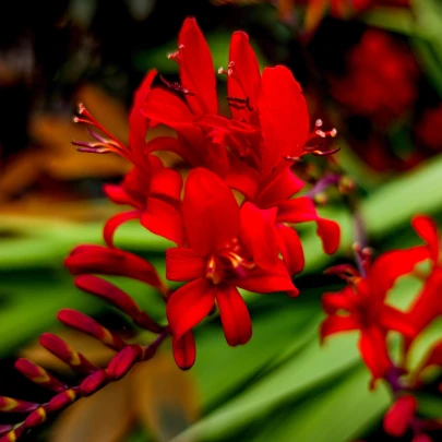 Montbrécia Červený Kráľ - Crocosmia - cibuľoviny - 4 ks