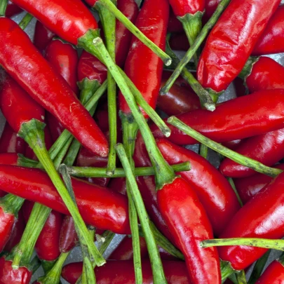 Chilli Aji Crystal - Capsicum baccatum - semená - 7 ks