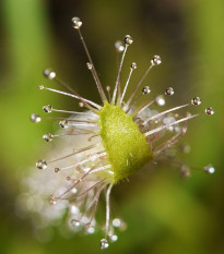 Rosička kapská nízka White flower - Drosera Capensis White flower - semená - 15 ks