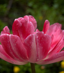 Tulipán Peach Blossom - Tulipa - cibuľoviny - 3 ks