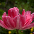 Tulipán Peach Blossom - Tulipa - cibuľoviny - 3 ks