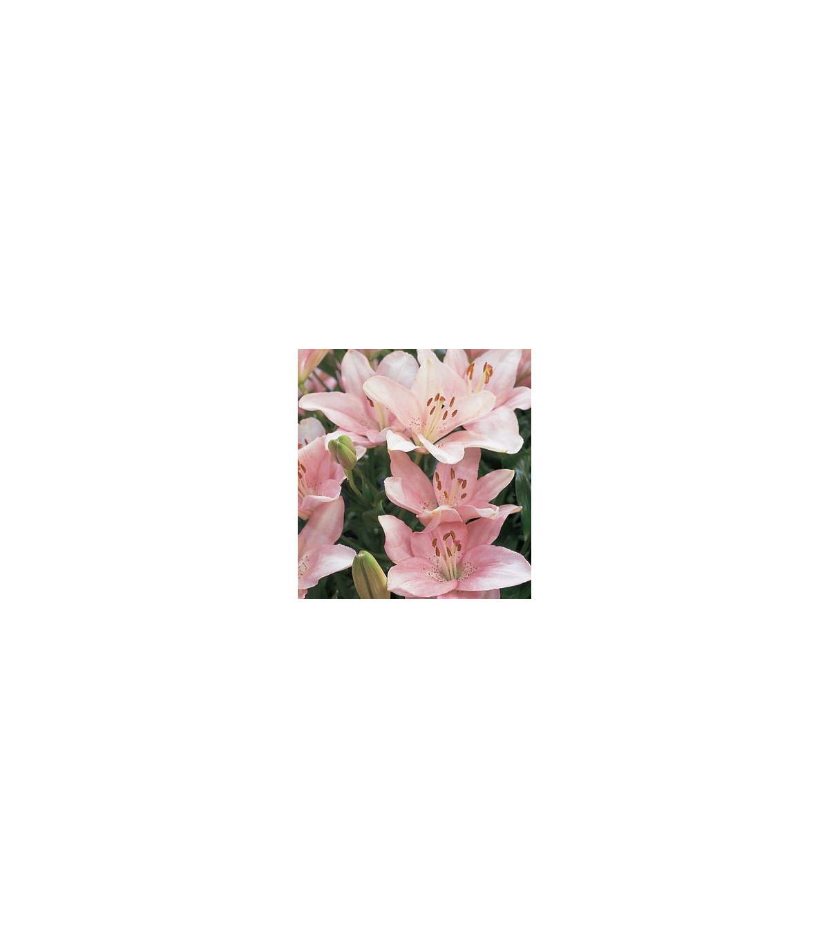 Ľalia Vivaldi ružová - Lilium - cibule ľalie - 1 ks