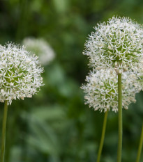 Okrasný cesnak Mont Blanc - Allium Mont Blanc - cibuľoviny - 1 ks