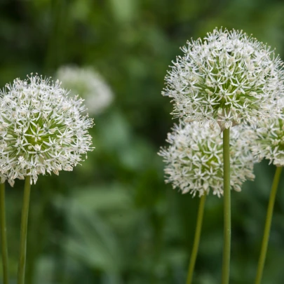 Okrasný cesnak Mont Blanc - Allium Mont Blanc - cibuľoviny - 1 ks