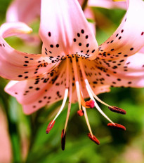 Ľalia Pink Tiger - Lilium - Cibuľoviny - 1 Ks