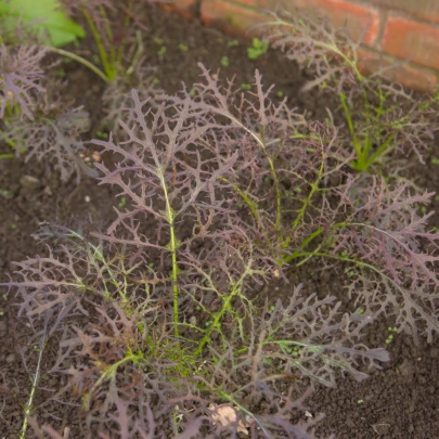 Rukola Agano - Brassica juncea - semená - 150 ks