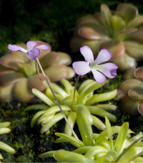 Tučnica - Pinguicula Founcine-le-Bas - semená - 15 ks