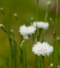 Nevädza lúčna biela - Centaurea cyanus - semená - 45 ks