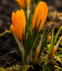 Krókus Orange Monarch - Crocus Chrysanthus - cibuľoviny - 3 ks