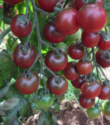 Paradajka Rosella - Solanum lycopersicum - semená - 6 ks