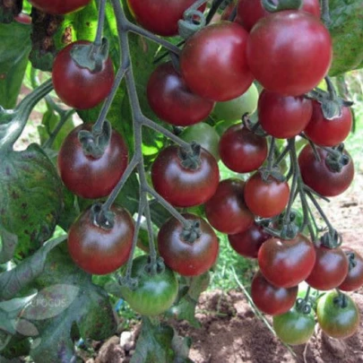 Paradajka Rosella - Solanum lycopersicum - semená - 6 ks