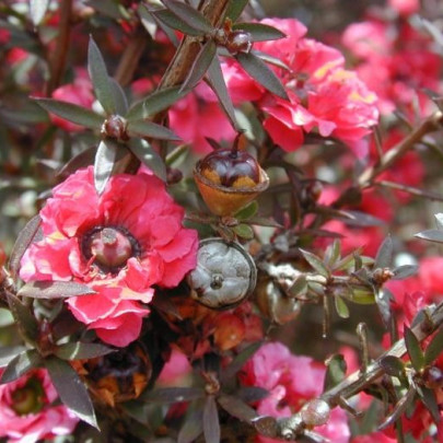 Balmín metlatý - Leptospermum scoparium - semená - 10 ks