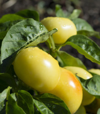 Rajčinová paprika Nagykuti - Capsicum annuum - semená - 7 ks