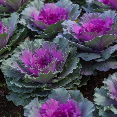 Okrasná kapusta Pigeon F1 Purple - Brassica oleracea - semená - 20 ks