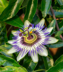 Mučenka modrá - Passiflora caerulea - semená - 5 ks