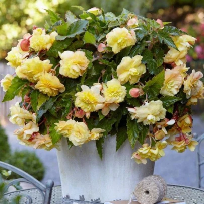 Begónia Sunny Dream - Begonia odorata - cibuľoviny - 2 ks