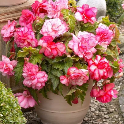 Begónia Pink Balcony - Begonia tuberhybrida - cibuľoviny - 2 ks