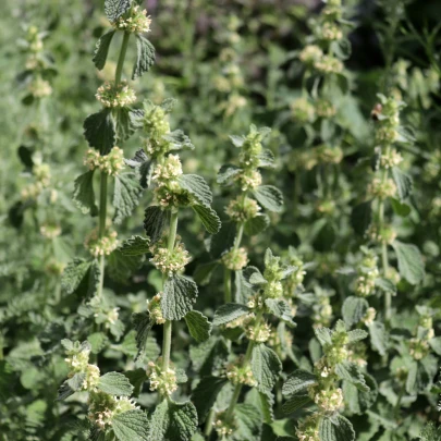 Jablčník obyčajný - Marrubium vulgare - semená - 12 ks