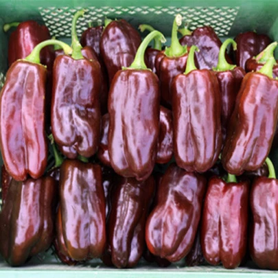 BIO Paprika Chocobell - Capsicum Annuum - bio semená - 8 ks